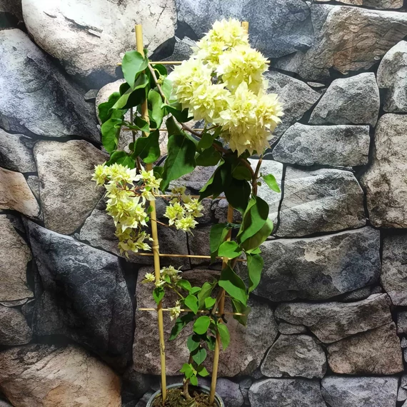 Bougainvillea Cherry Blossom