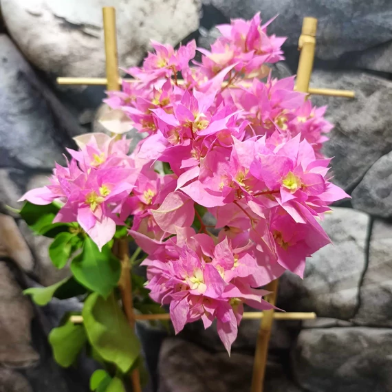 Bougainvillea Los Banos Beauty