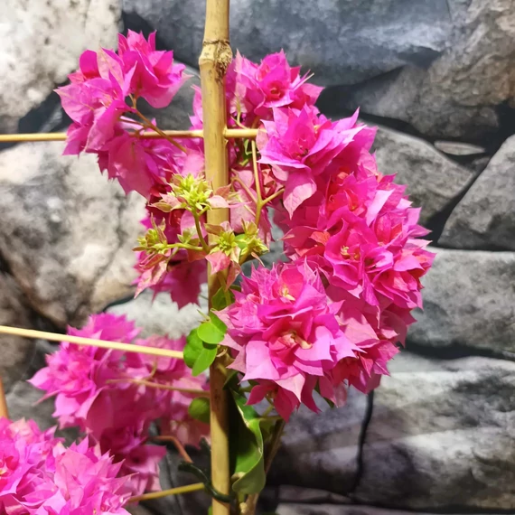 Bougainvillea Mahara Red