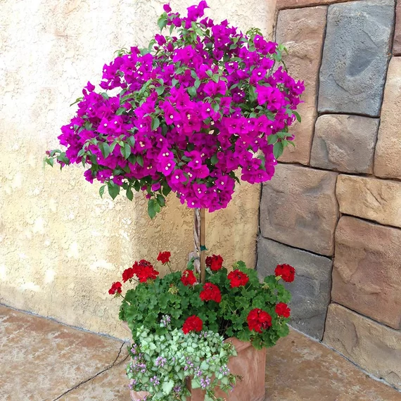 Bougainvillea 'Alexandra' - murvafürt lila, kisfának nevelve