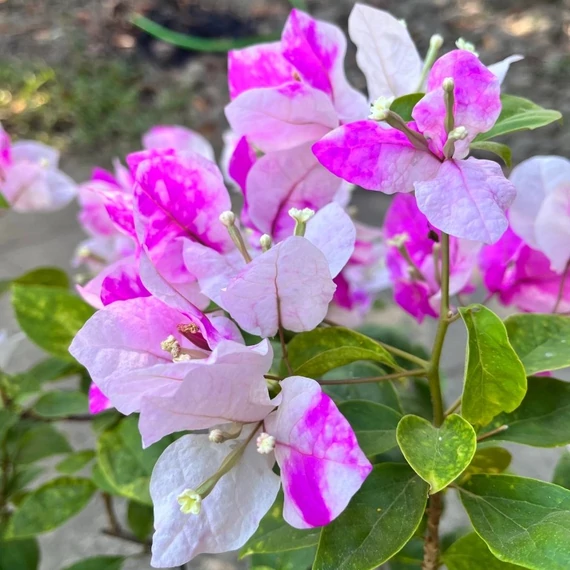 Bougainvillea 'Magic Ice Cream'