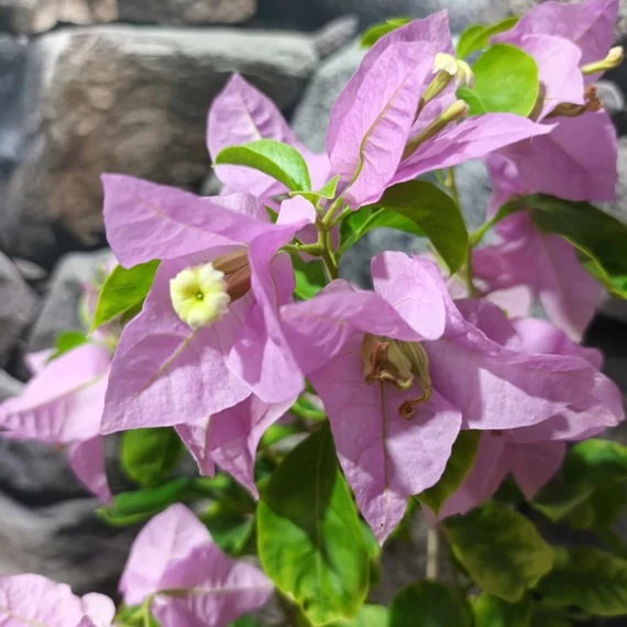 Bougainvillea Újvári II.