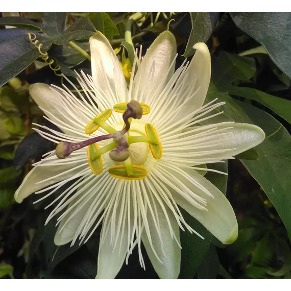 Passiflora caerulea 'Constance Elliott'