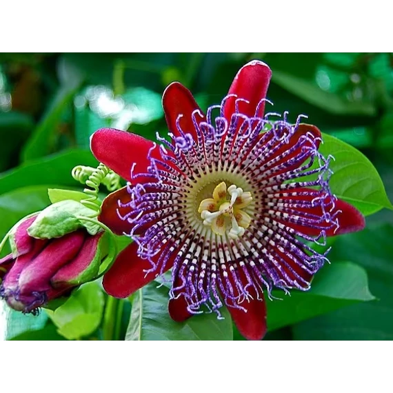 Passiflora quadrangularis - Óriás golgotavirág