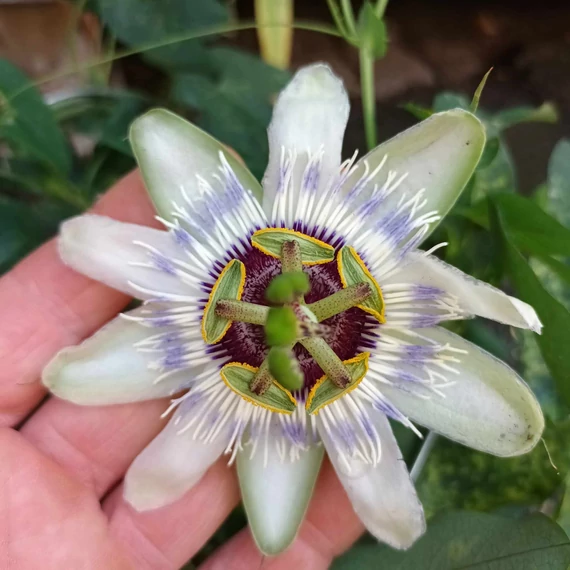 Passiflora Panda