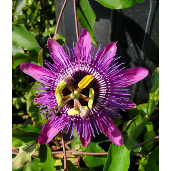Passiflora Beervelde