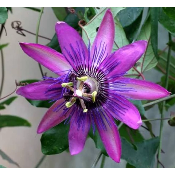 Passiflora 'Amethyst'