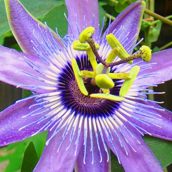 Passiflora 'Betty Myles Young'