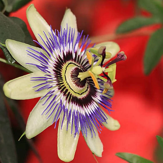 Passiflora caerulea / kék golgotavirág karikára futtatva