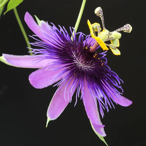 Passiflora 'Amethyst'   - karikára futtatva