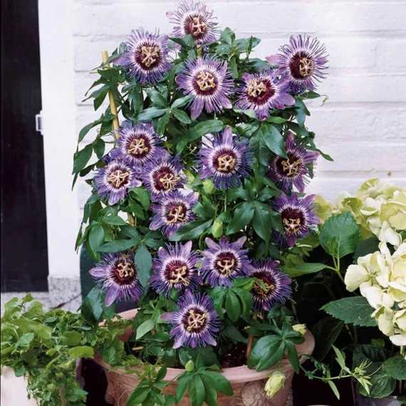 Passiflora incarnata Cooltropics ’Eia Popeia’ - télálló Maracuja