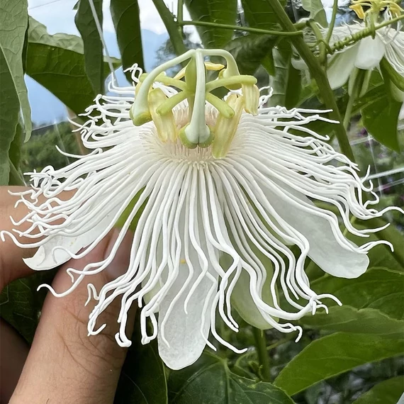 Passiflora incarnata Cooltropics ’Snowstar’ - télálló Maracuja