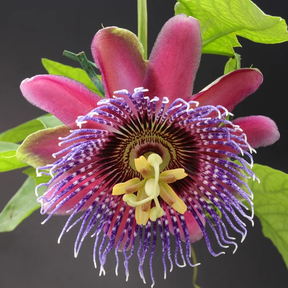 Passiflora Marijke - golgotavirág nagy méretben