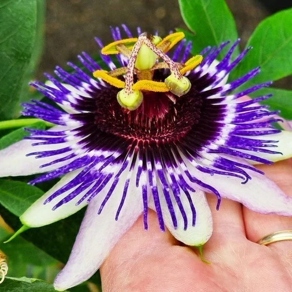 Passiflora 'Damsel's Delight'-karikára futtatva