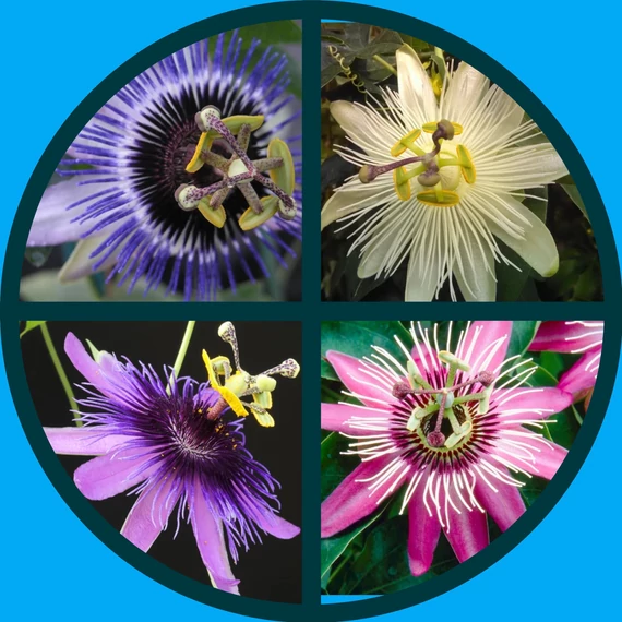 Passiflora csomag