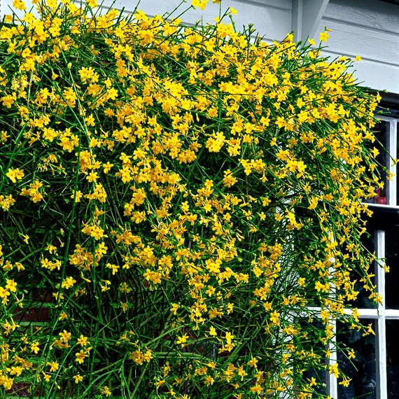 Jasminum nudiflorum - téli jázmin