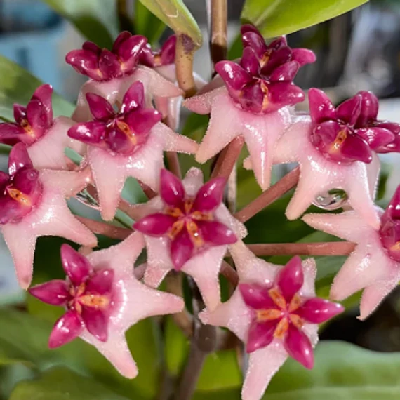 Hoya cv. patricia