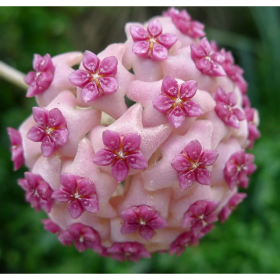 Hoya aldrichii