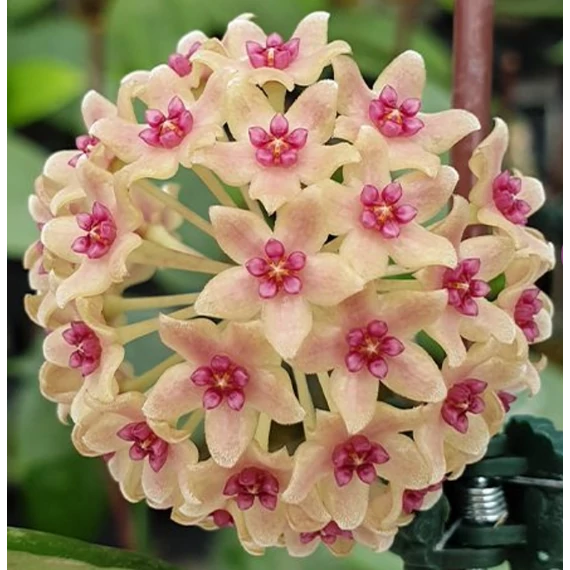 Hoya hanhiae 'Pink Yellow'