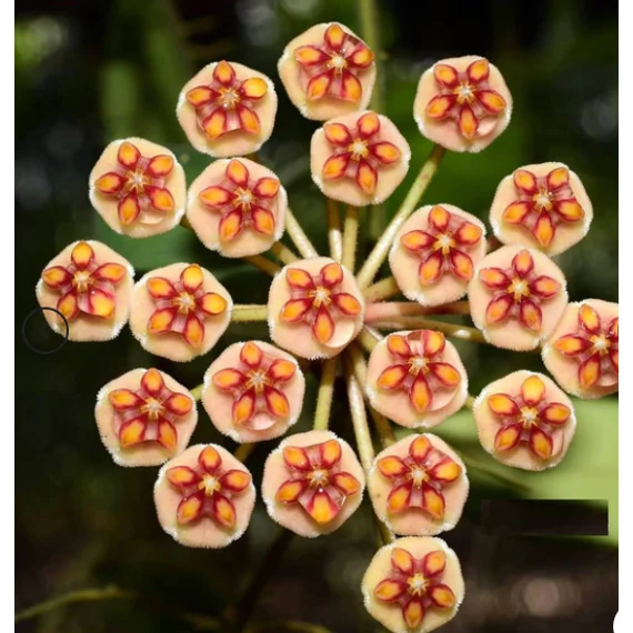 Hoya anncajanoae