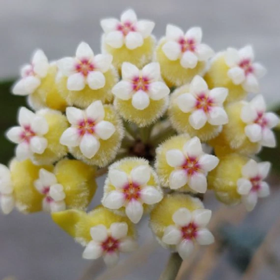 Hoya sp. perak srq 3227