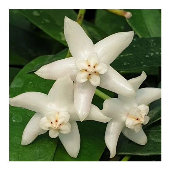 Hoya griffithii