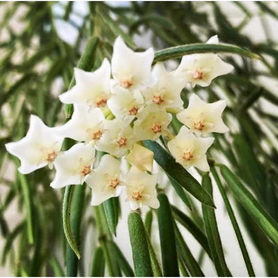 Hoya linearis