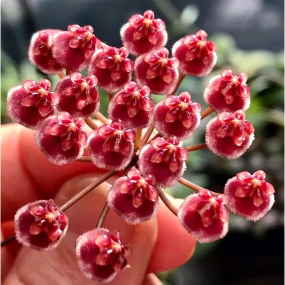 Hoya memoria gracilis
