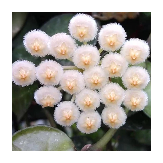 Hoya krohniana 'Eskimo'