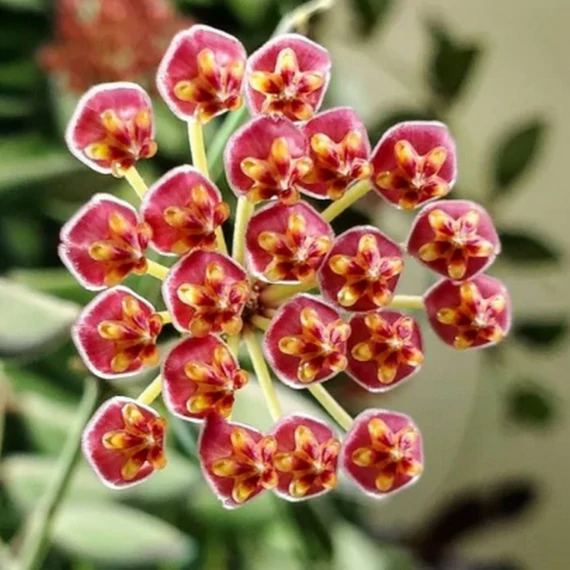 Hoya burtoniae 'Variegata'