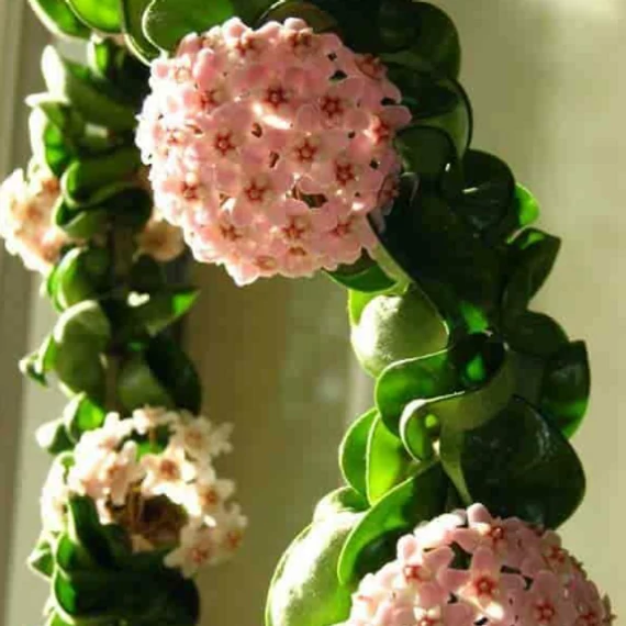 Hoya carnosa 'Compacta'
