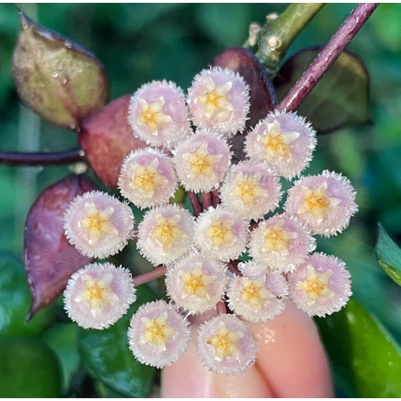 Hoya krohniana 'Black Leaves'