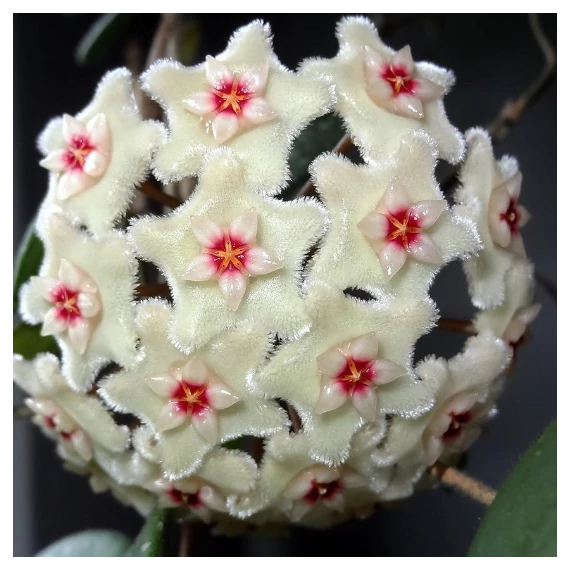 Hoya Mathilde Splash