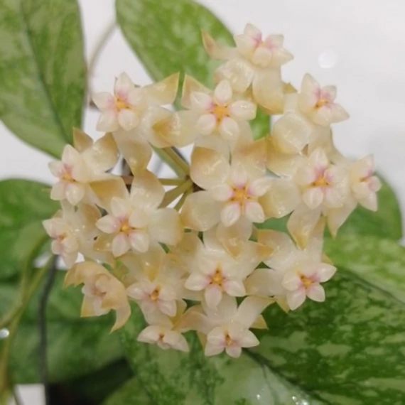 Hoya Crassipetiolata Splash
