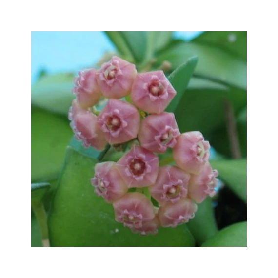Hoya Heuschkeliana