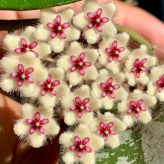 Hoya phuwuaensis