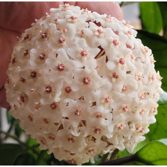 Hoya Fungii