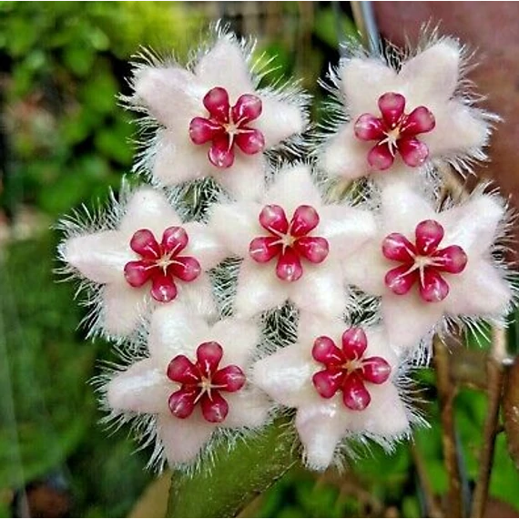Hoya Caudata (big leaf)