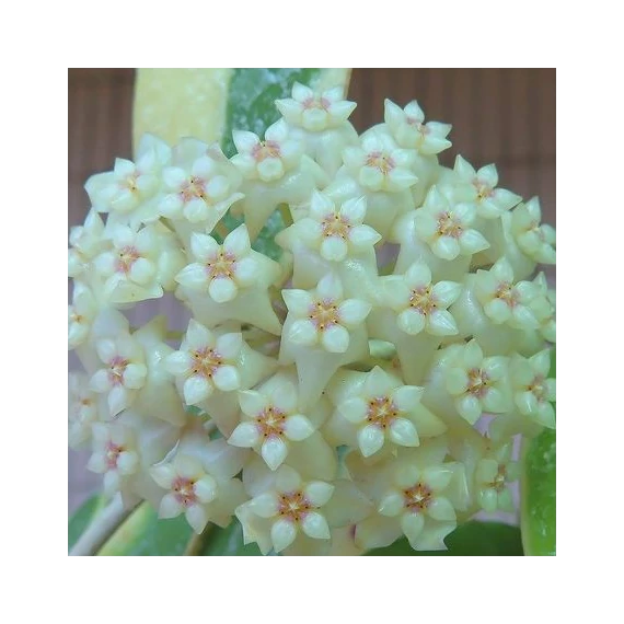 Hoya Acuta Variegata