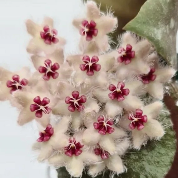 Hoya Caudata