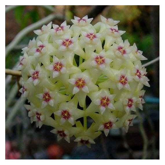Hoya parasitica