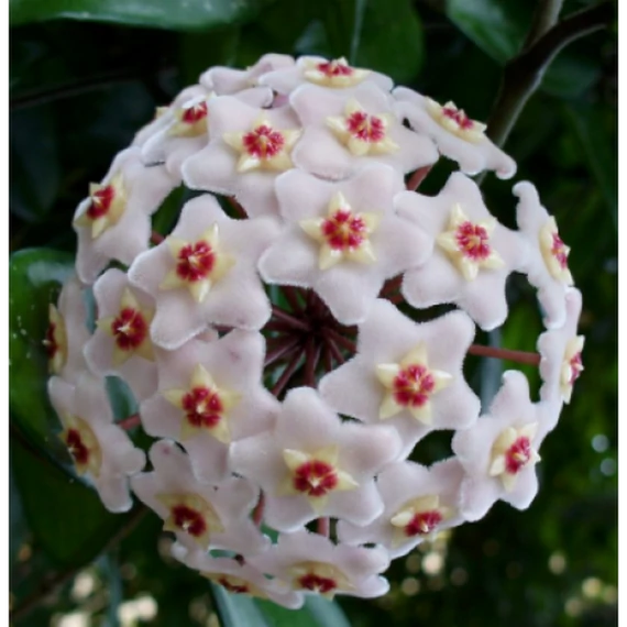 Hoya Mathilde