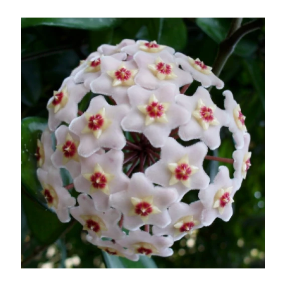 Hoya Mathilde