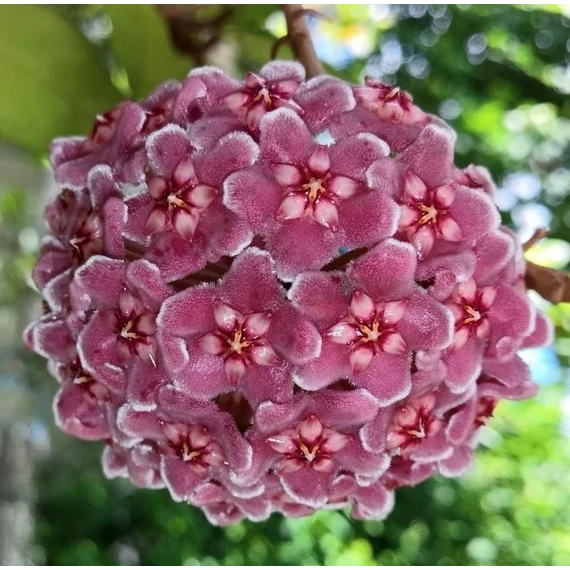 Hoya carnosa 'Tricolor'