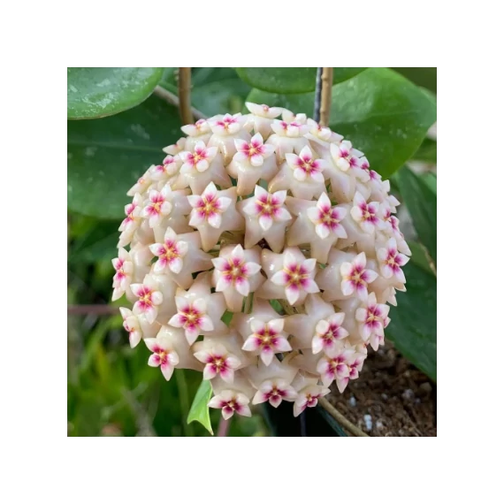 Hoya Parasitica Splash