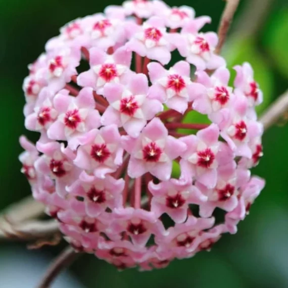 Hoya carnosa 'Krimson Queen'