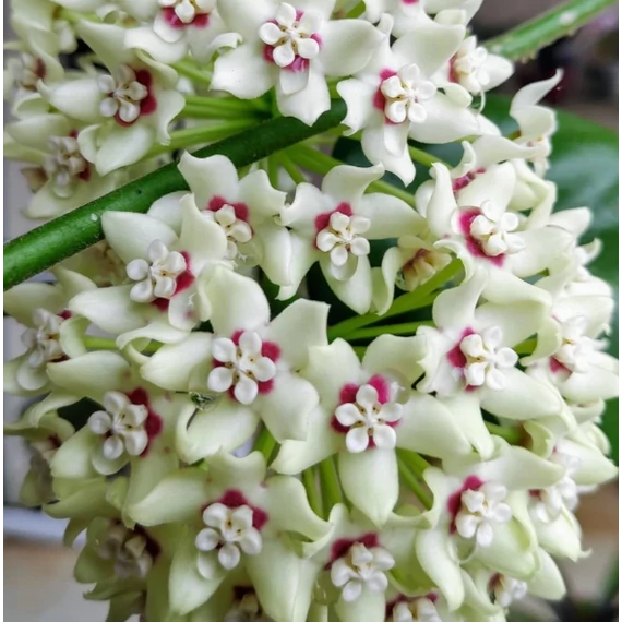 Hoya australis 'Lisa'