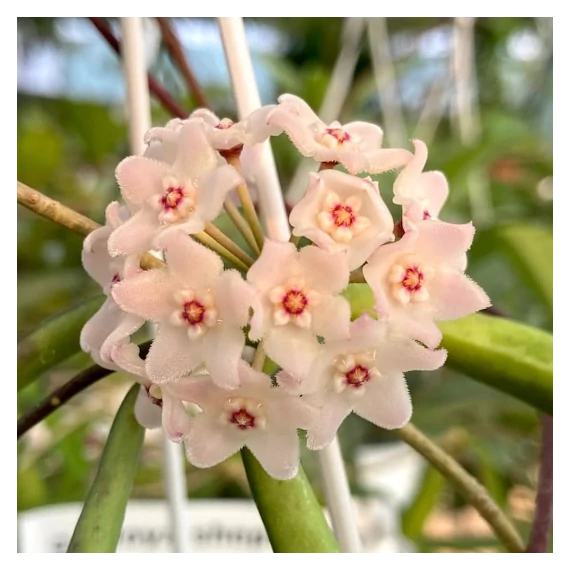 Hoya longifolia 'China Beans'