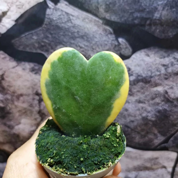 Hoya kerrii albomarginata levél dugvány