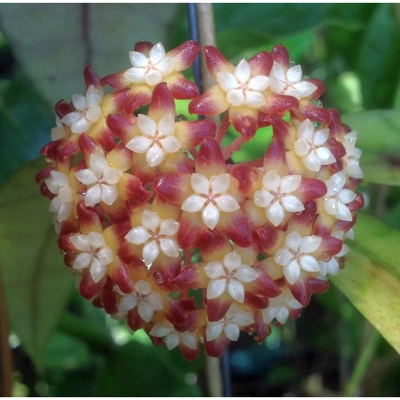 Hoya callistophylla